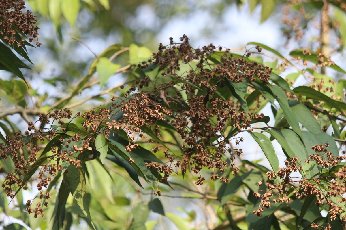 Julostylis angustifolia (Arn.) Thwaites